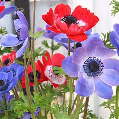 Anemone 'Fantasy Jasmine' Plant - Pink Flowering Garden Perennial (20-30cm In Pot), Late Summer Bloomer