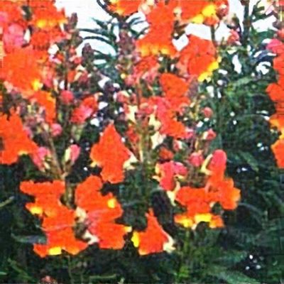 Antirrhinum 'Chinese Dragon'