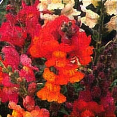 Antirrhinum is a Genus of Plants Commonly Known As Dragon Flowers or  Snapdragons. Imagem de Stock - Imagem de tranquilidade, grama: 151535191