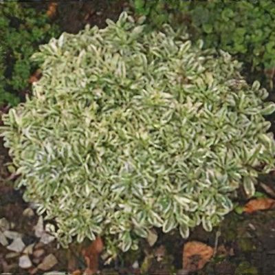 Rose Rock Cress (Arabis blepharophylla) in Lancaster York