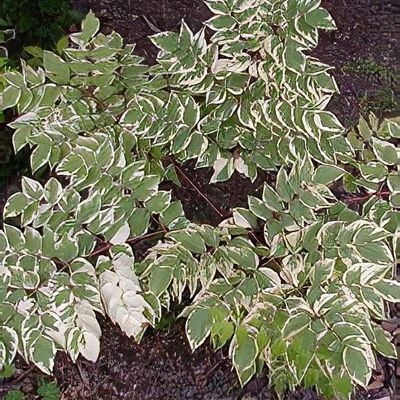 syngonium podophyllum variegata Syngonium Podophyllum Albo-Variegatum (Live Potted Plant)  VIRIAR