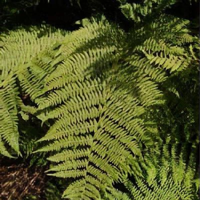 Athyrium filix-femina