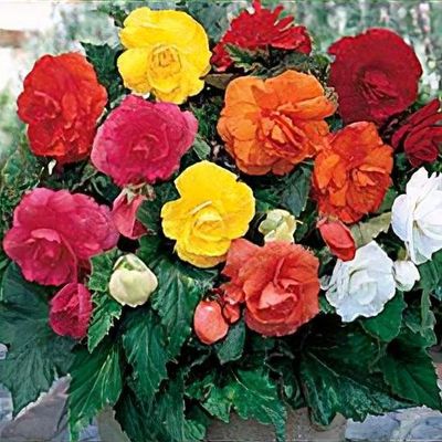 Begonia Crispa Marginata Series - Shoot