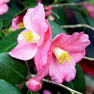 Camellia japonica 'Mrs. Charles Cobb' - Shoot