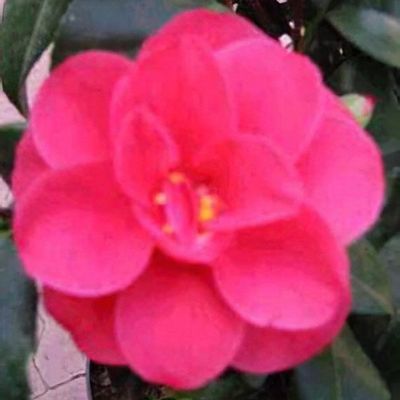 Camellia japonica 'Coquettii' - Shoot