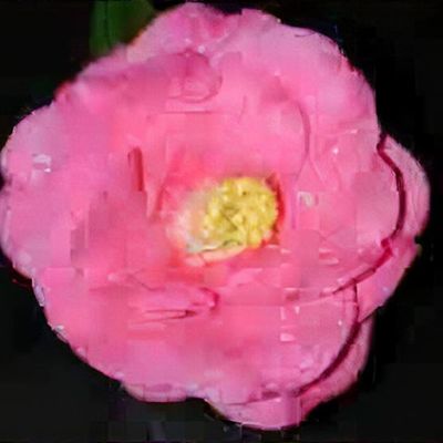 Camellia x williamsii 'Joan Trehane' - Shoot