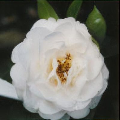 Camellia williamsii hybrid Jennifer Trehane