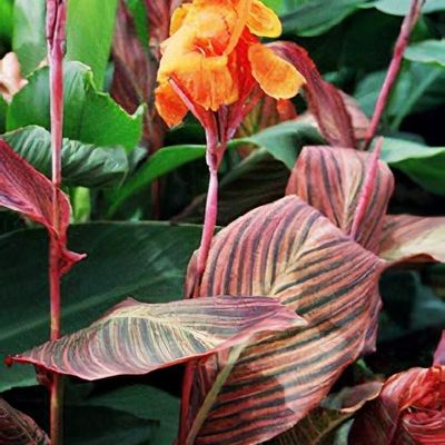 Canna 'Phasion' - Shoot
