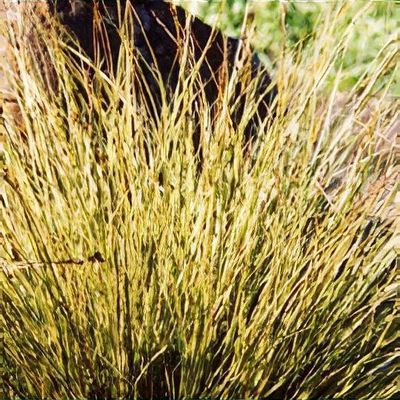 Carex brunnea 'Variegata' - Shoot