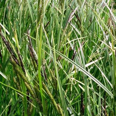 drumstick plants for sale Buy Moringa Seeds (Drumsticks) (3 seeds)