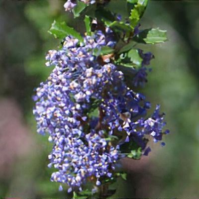 Ceanothus 'Blue Jeans', Holly Leaf Mountain Lilac