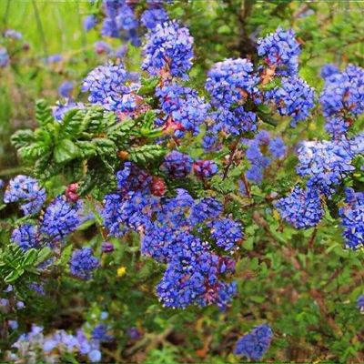 Ceanothus Blue Jeans - Linda Vista Native Plants