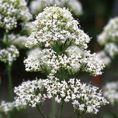 Centranthus ruber 'Albus'