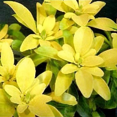 anise plant images Buy Star Anise Seeds for Planting