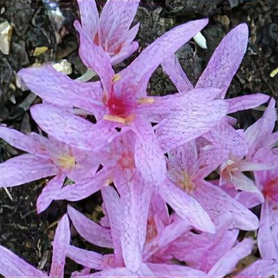 Colchicum agrippinum