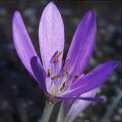 Colchicum tenorei