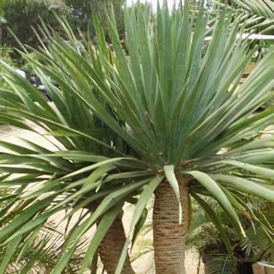 Dracaena draco - Shoot