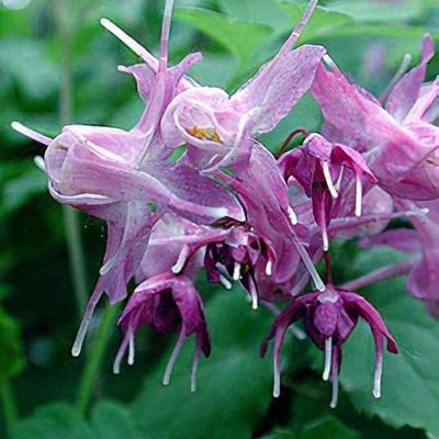 Epimedium 'Fire Dragon' - Shoot