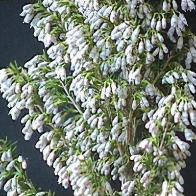 ERICA ARBOREA - SCOPA DA BOSCO / RADICA, 10 SEMI SELEZIONATI