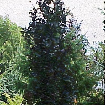 Fagus sylvatica 'Black Swan' - Shoot