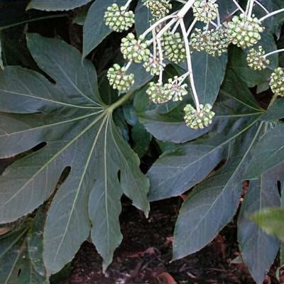 Fatsia japonica - Shoot