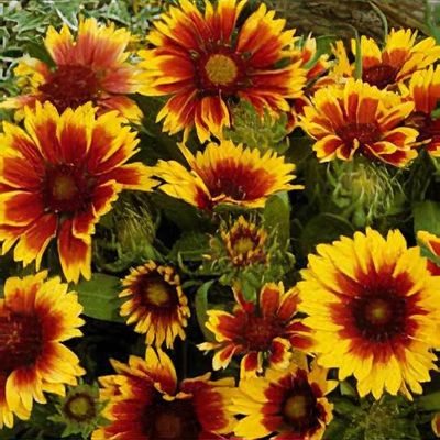 Gaillardia kobold goblin top