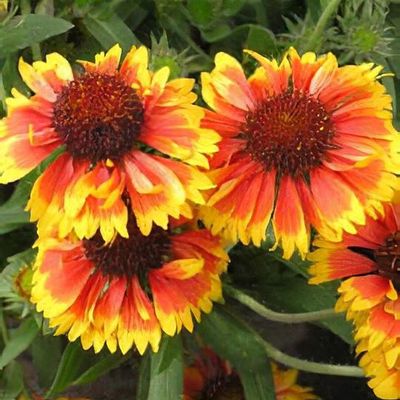 Gaillardia best sale aristata kobold