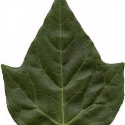 Hedera helix 'Little Diamond' - Shoot