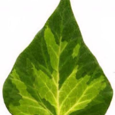 Hedera helix 'Duckfoot' - Shoot