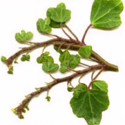 hedera zeichen Tipps zur Pflege deiner Pflanze : Hedera helix Shamrock  PflanzenFuerAlle