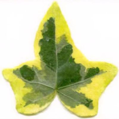 Hedera helix 'Goldchild' - Shoot