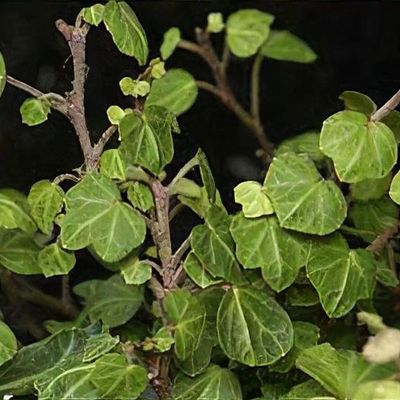 kirschlorbeer pflege im topf Kirschlorbeer Etna (Prunus laurocerasus 'Etna') | 50-60 cm im Topf main image 1