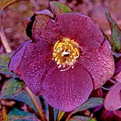 Helleborus x hybridus Ballard's Group