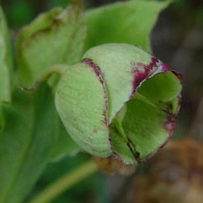 Helleborus foetidus