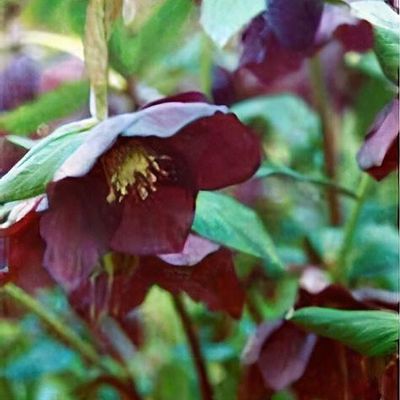 Helleborus orientalis 'Queen of the Night'
