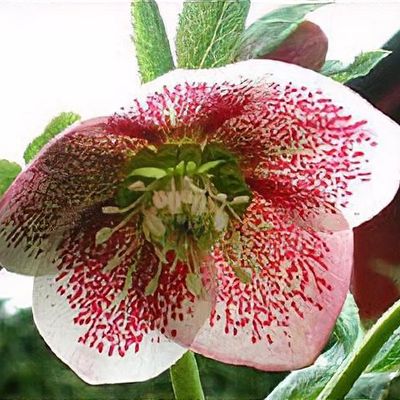 Helleborus orientalis subsp. guttatus