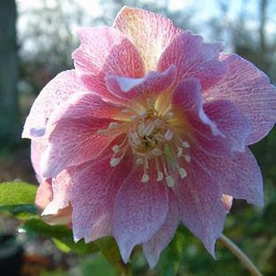 Helleborus x hybridus 'Harvington Double Pink'