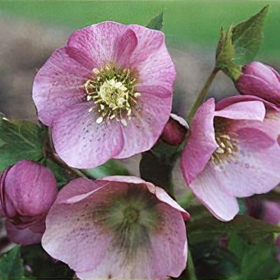 Helleborus x hybridus Harvington pink