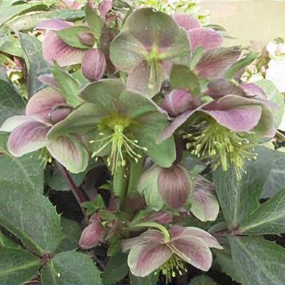 Helleborus x sternii