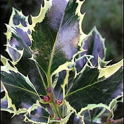 Ilex aquifolium 'Variegata' - Shoot