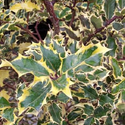 Ilex aquifolium 'Variegata' - Shoot