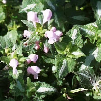 Lamium maculatum