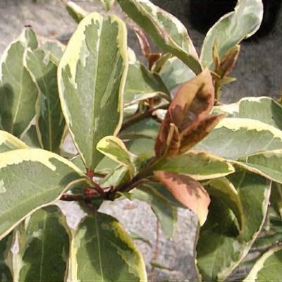 Ligustrum lucidum 'Excelsum Superbum' - Shoot