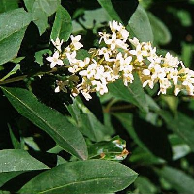 black chokeberry plant Autumn Magic Black Chokeberry