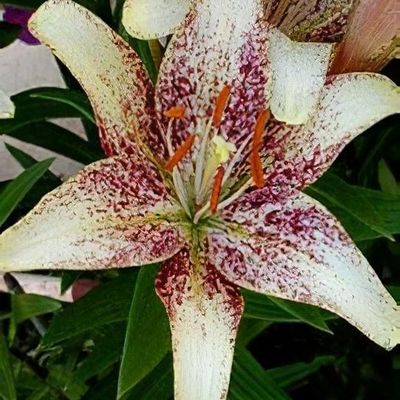 Lilium 'Matrix' - Shoot