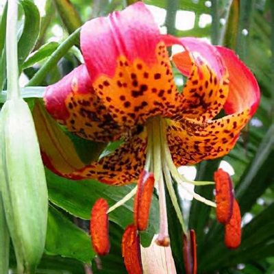 Lilium 'Queen of the Night' - Shoot