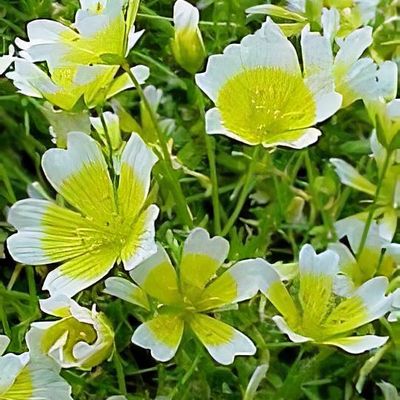 Limnanthes douglasii - Shoot