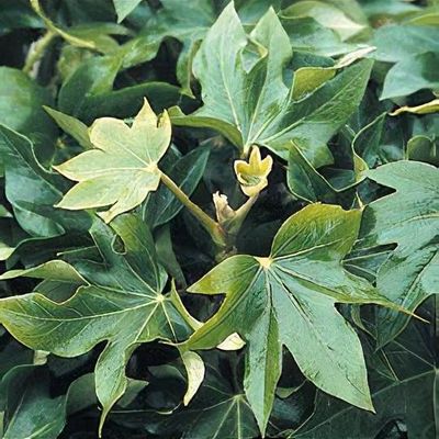 X Fatshedera lizei 'Variegata' - Shoot