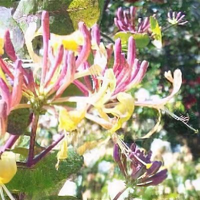 Lonicera tatarica 'Zabelii' - Shoot