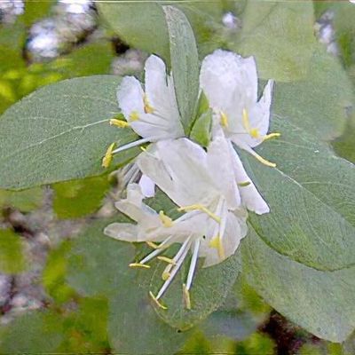 Lonicera fragrantissima